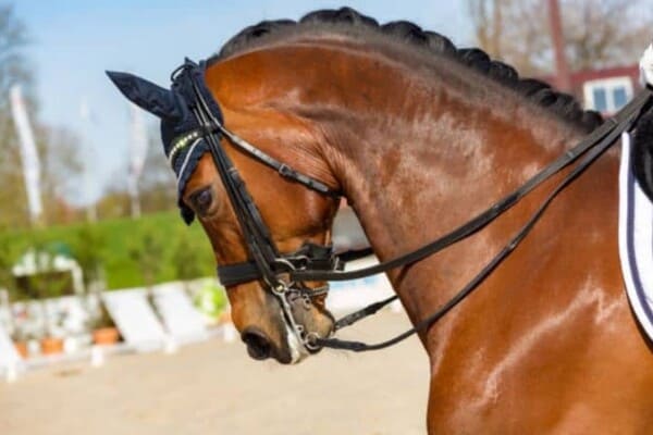 5 Best Horse Breeds for Dressage