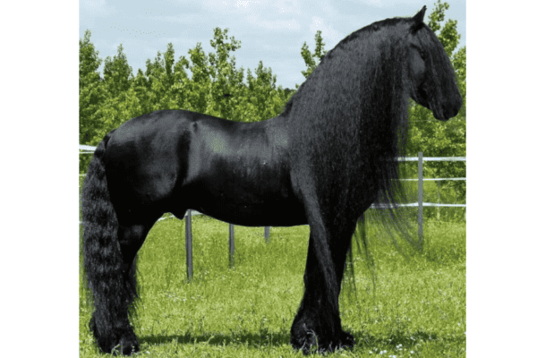 The Friesian Horse – History, Info, & Interesting Facts