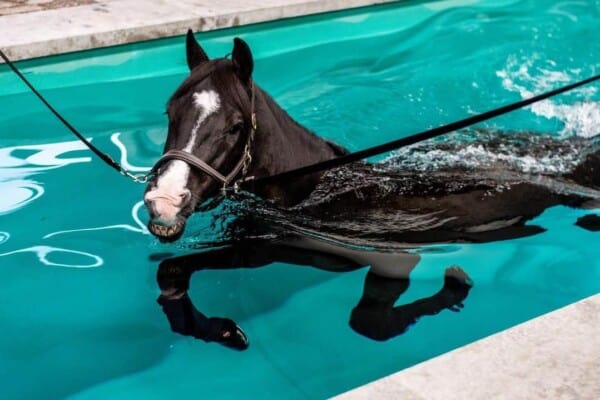 Can Horses Swim? The Facts about horses and swimming