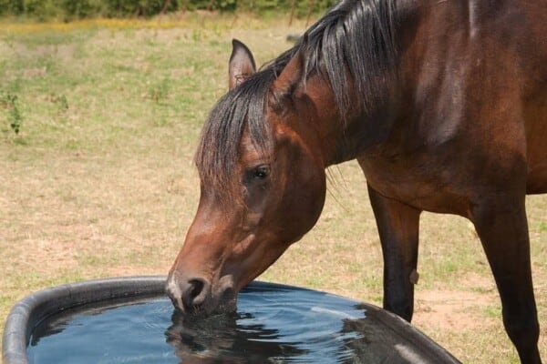 Horse Water Thirst