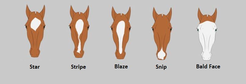 Common Horse Face Markings