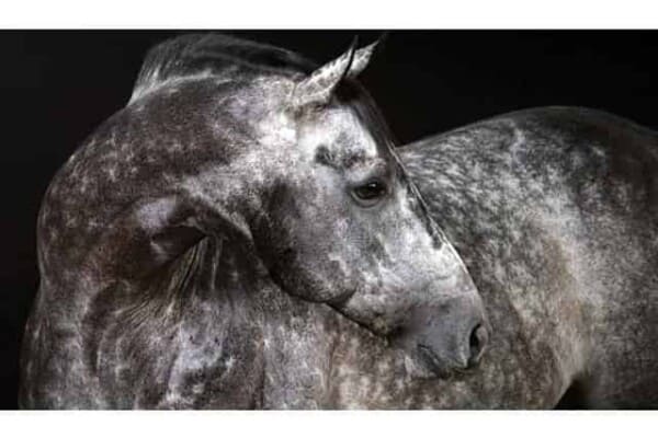 What is a Dapple Grey Horse? Horse Dappling explained