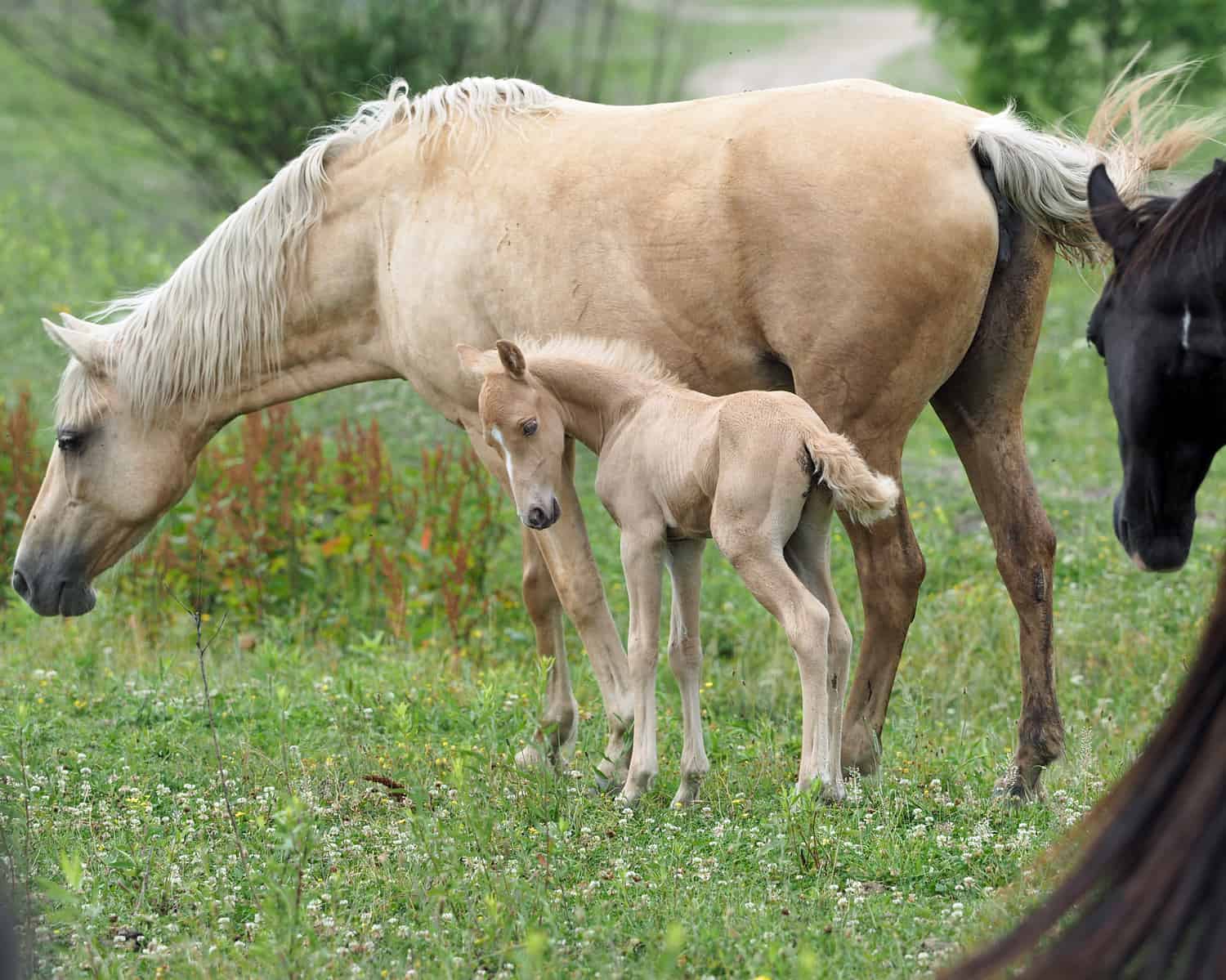 Differences Between a Male and a Female Foal