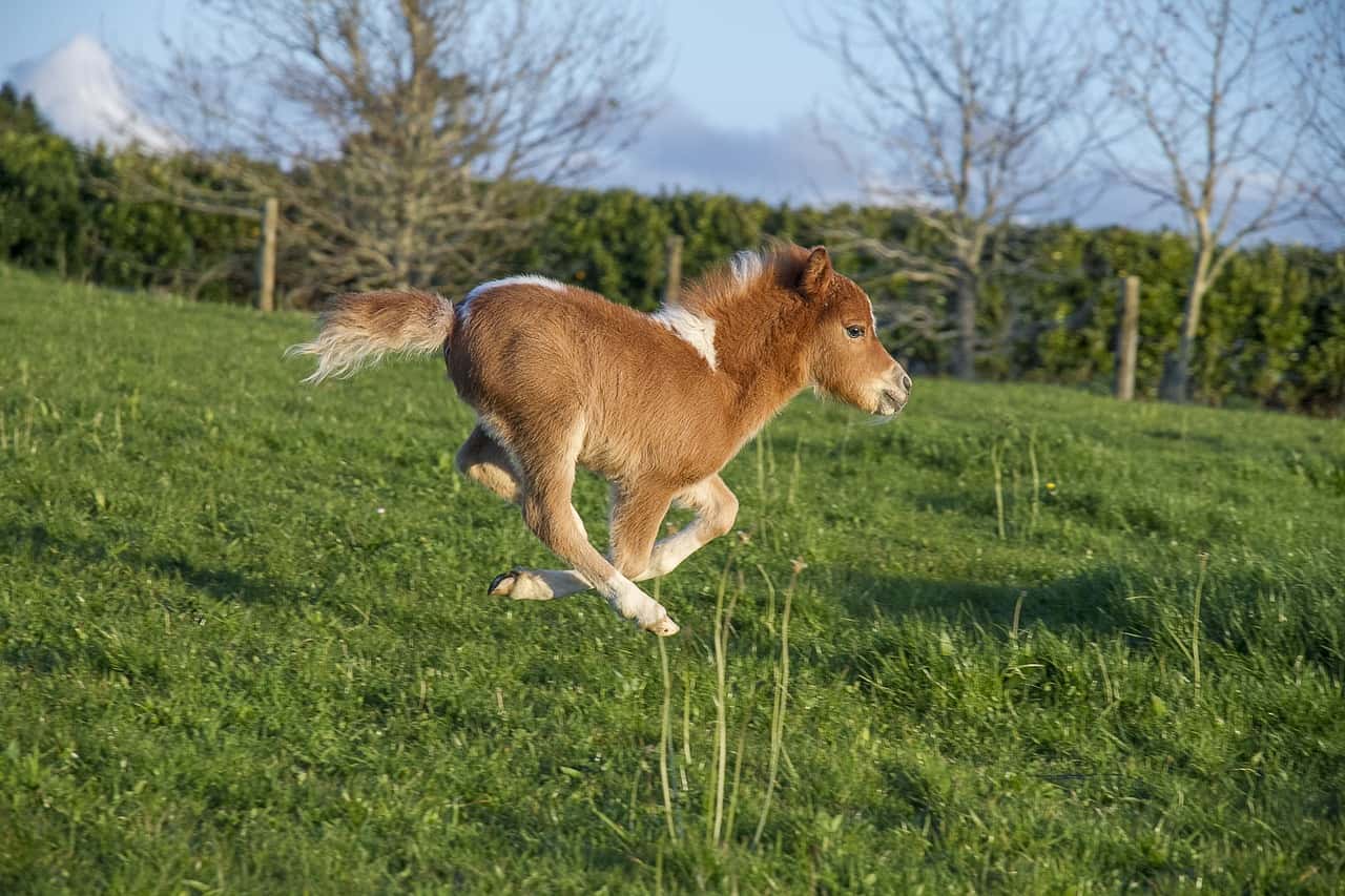 Fun Facts About Miniature Horses