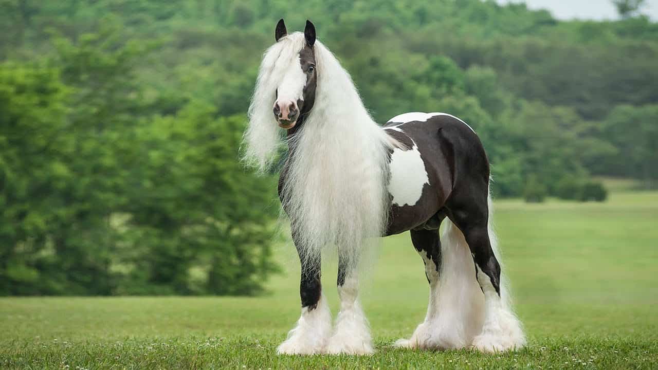 Gypsy Horse