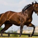 Hanoverian Horse