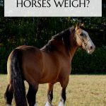 Horse Weight Pin