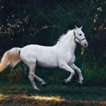Horses and Horsepower