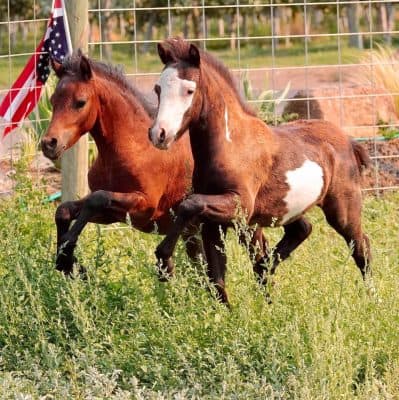How Much Do Miniature Horses Cost