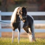 How Small Are Miniature Horses