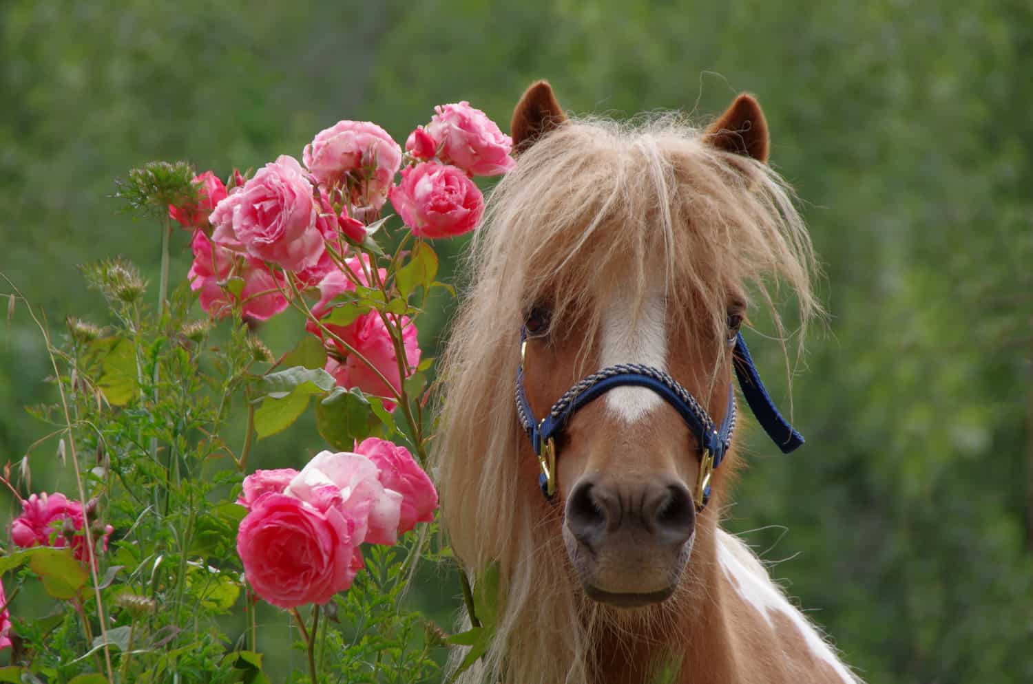 Miniature Horses Health