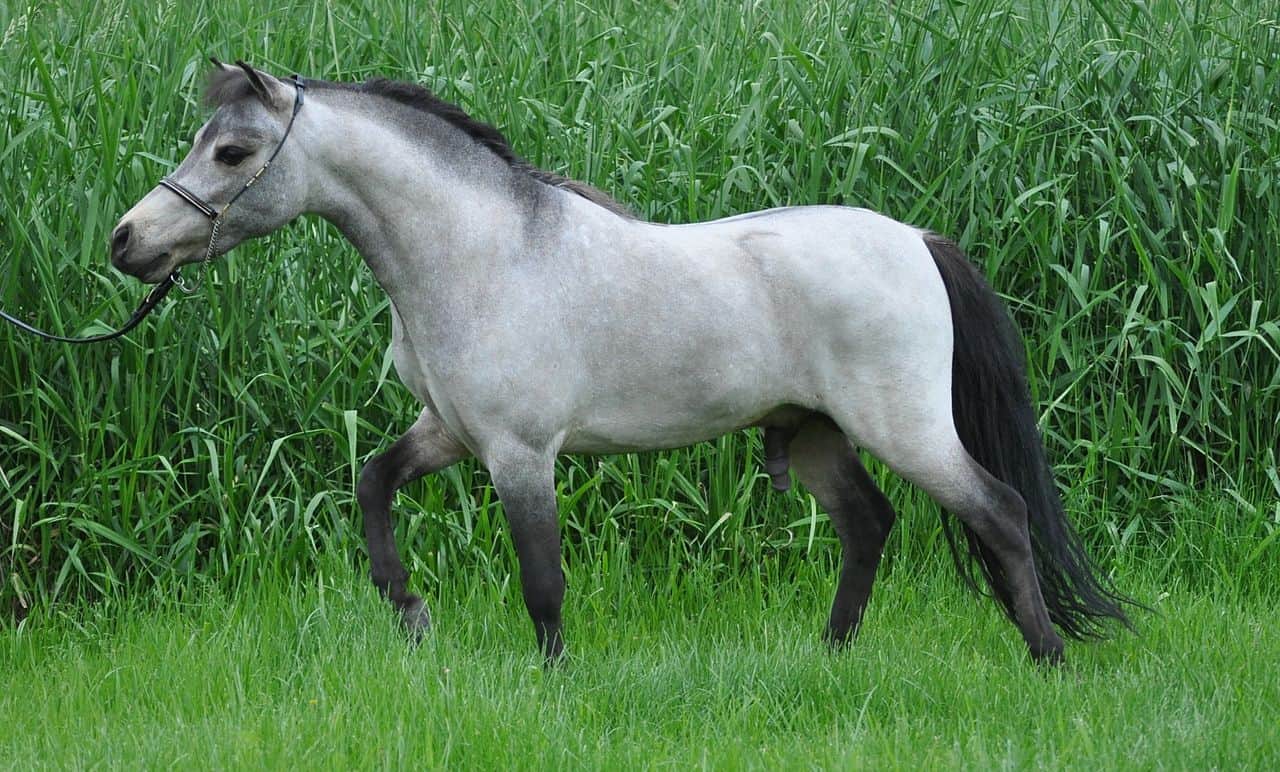 Miniature horse stallion