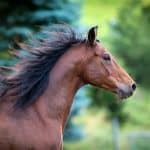 Bay horse portrait on green background. Trakehner horse with lon
