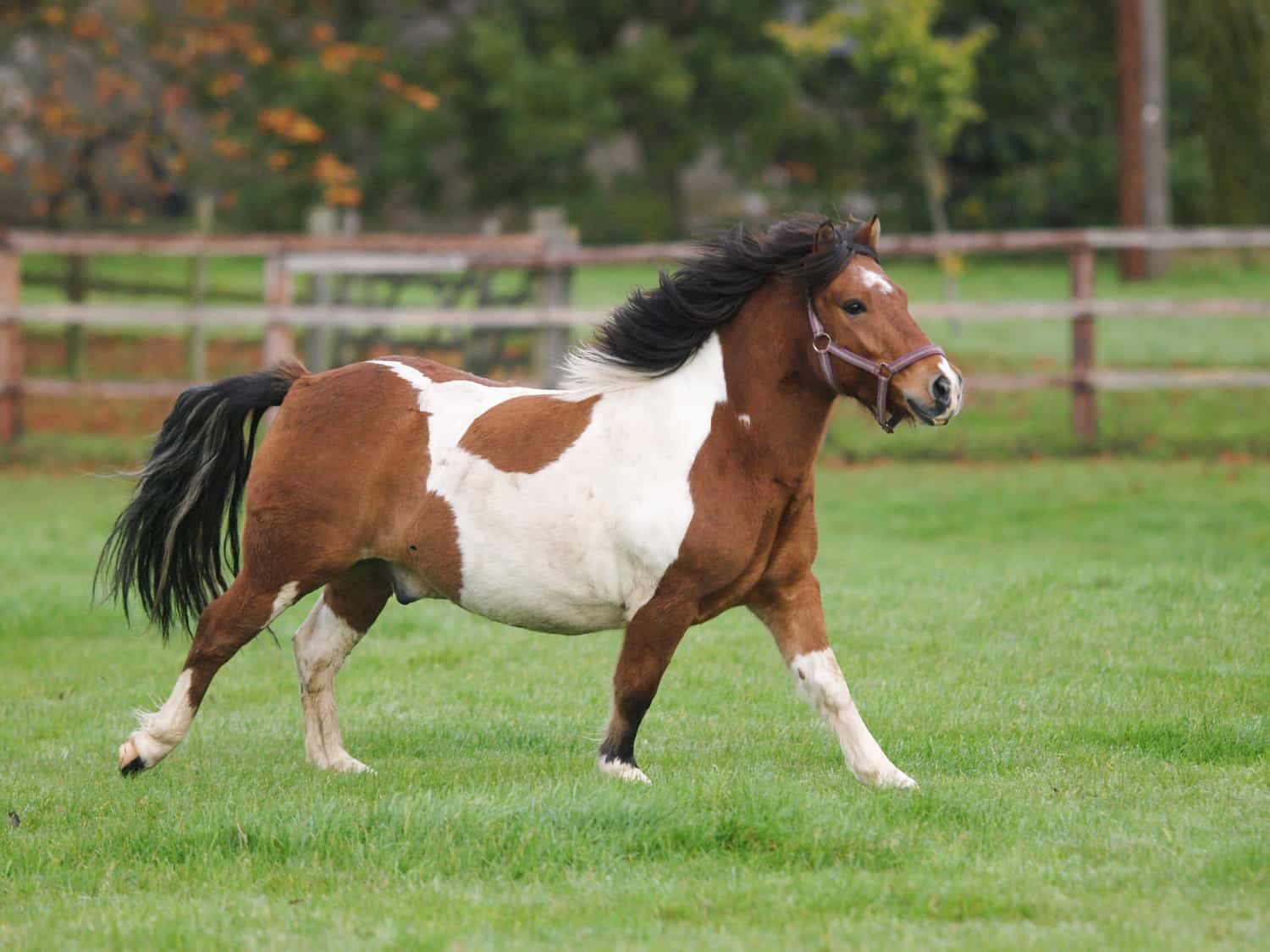 What Are the Different Types of Horses by Weight