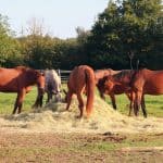 What Factors Impact Your Horse’s Weight