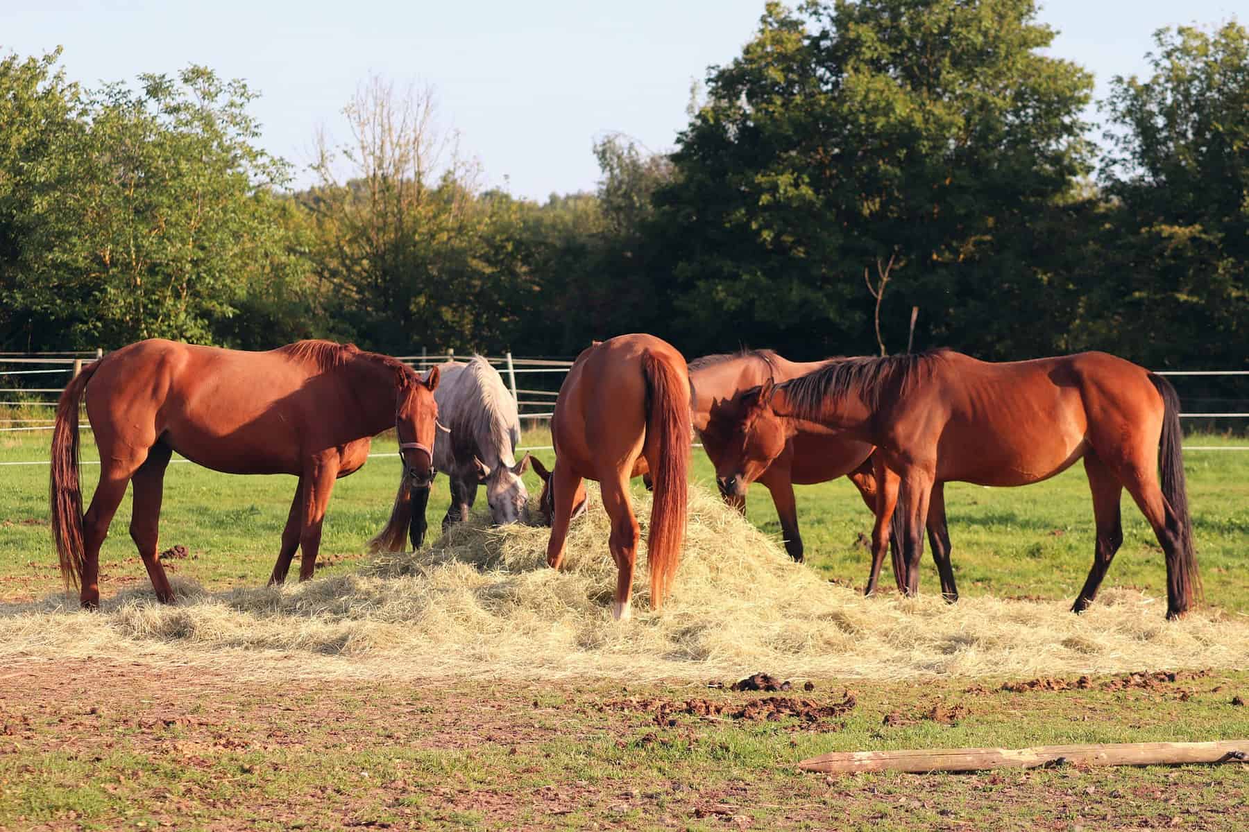 What Factors Impact Your Horse’s Weight