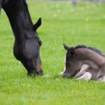 When Should You Wean Your Baby Horse