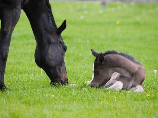 When Should You Wean Your Baby Horse
