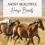 beautiful horse breeds pin