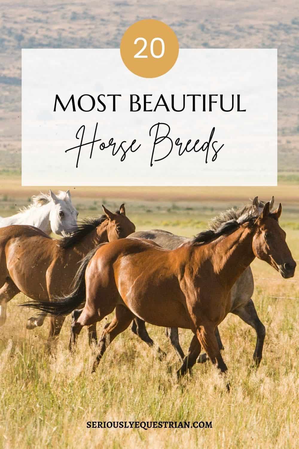 beautiful horse breeds pin