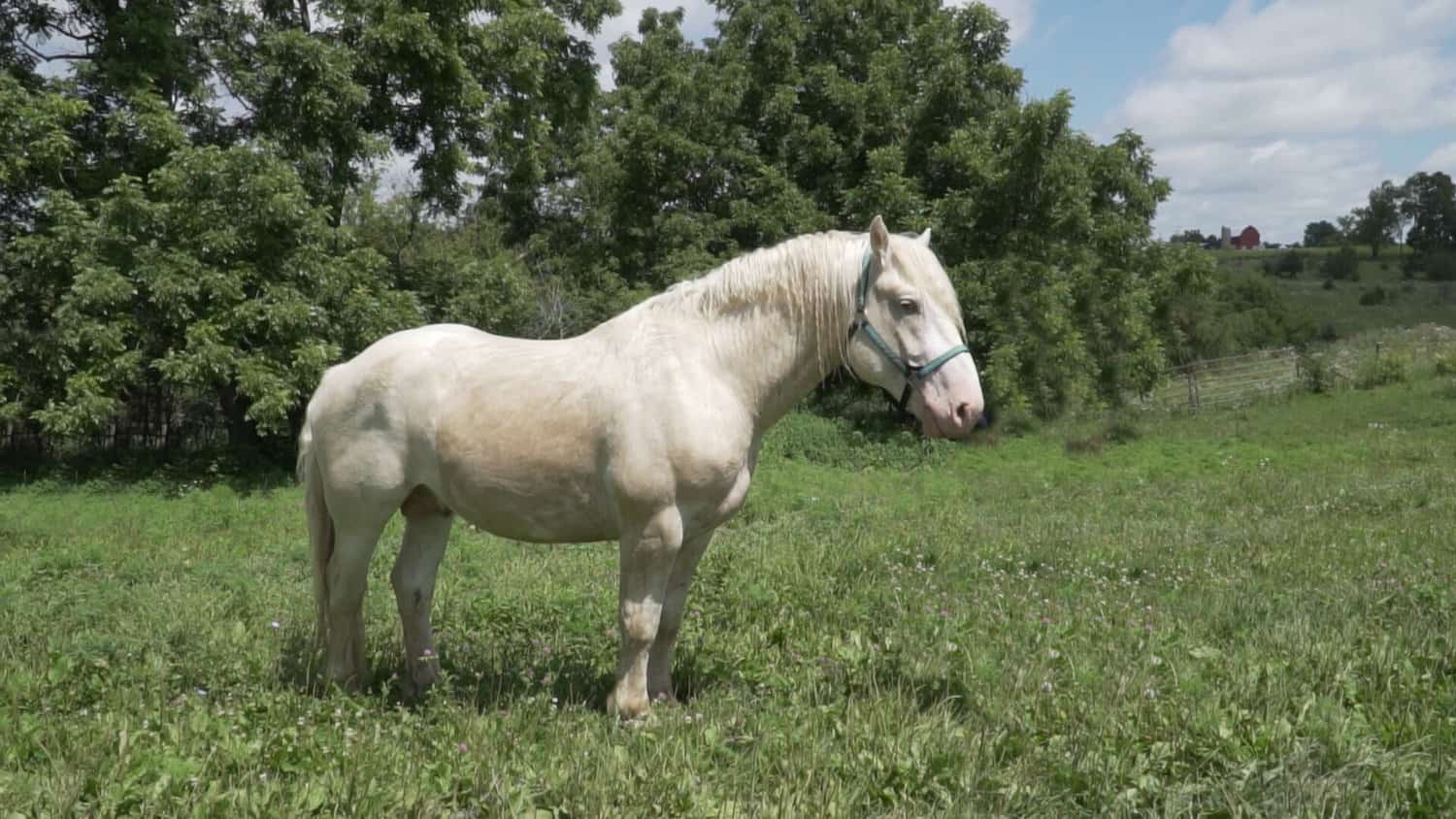 American Cream horse