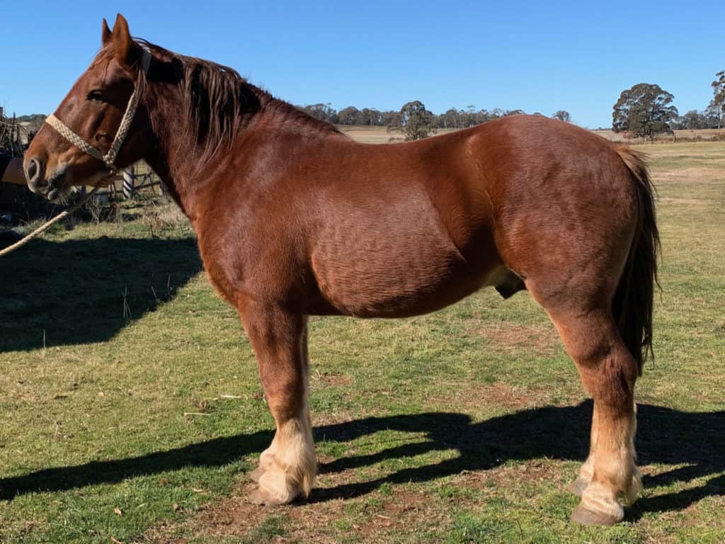 Australian draught Horse