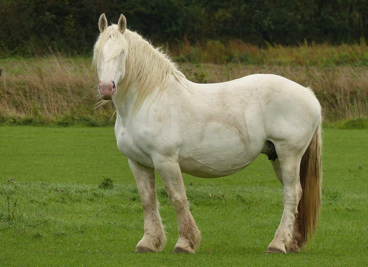 Boulonnais Horse