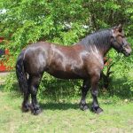 Brabant Draft Horse
