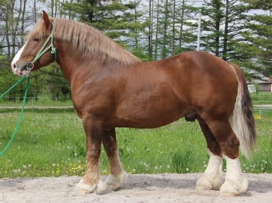Breton horse