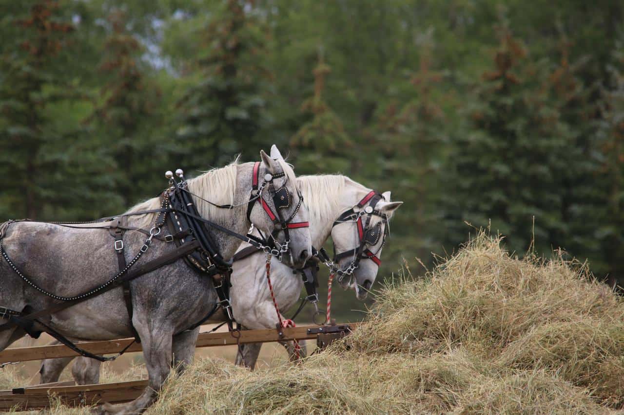 Draft Horse Breeds