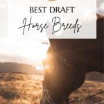 Draft horse breeds pin
