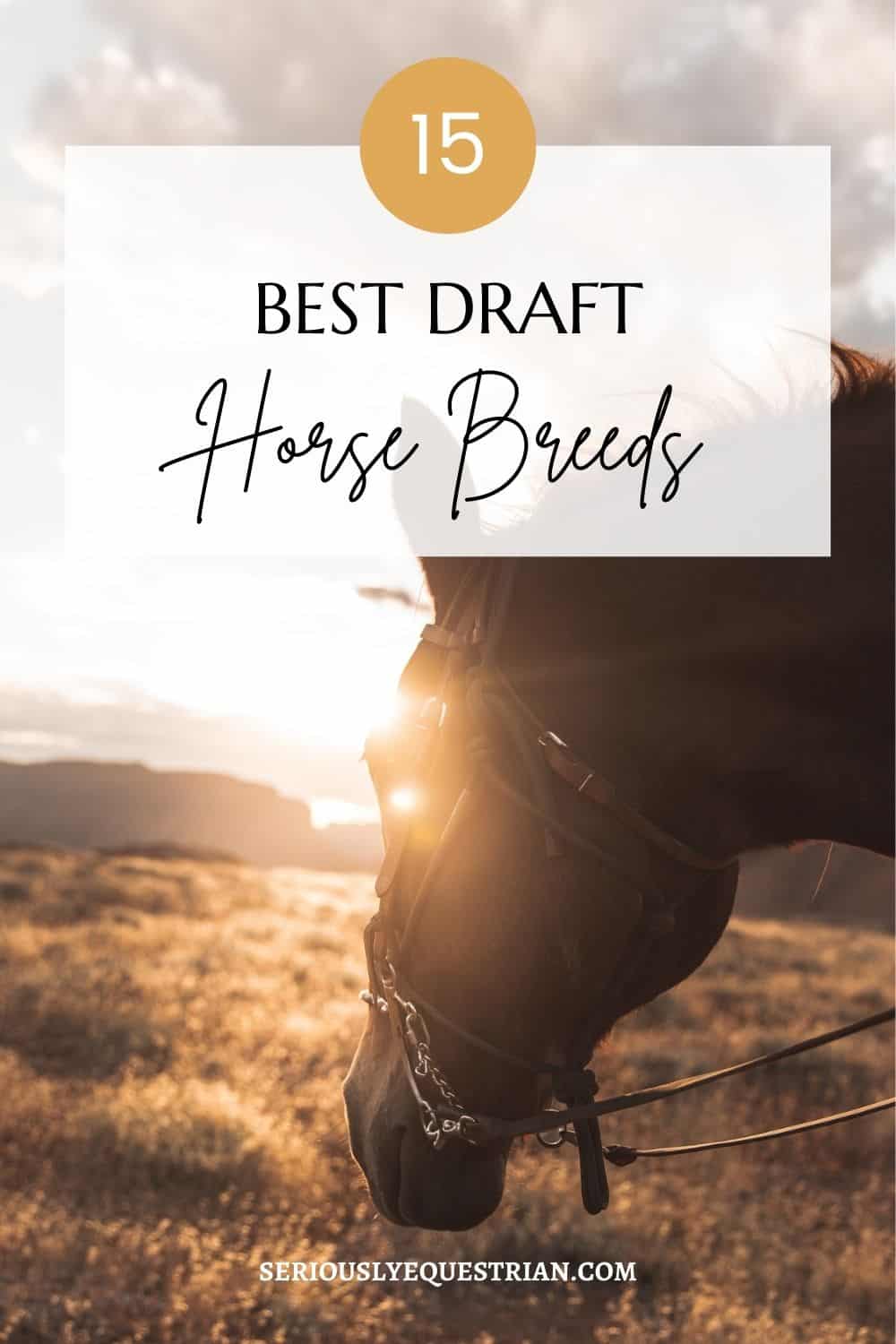 Draft horse breeds pin