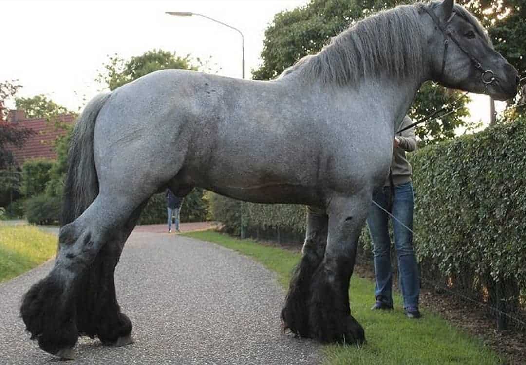 Dutch Draft Horse