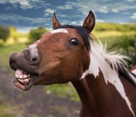 Funniest Horse Names