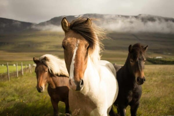 100 Funny Horse Names That You Will Surely Love