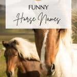 Funny Horse Names Pin