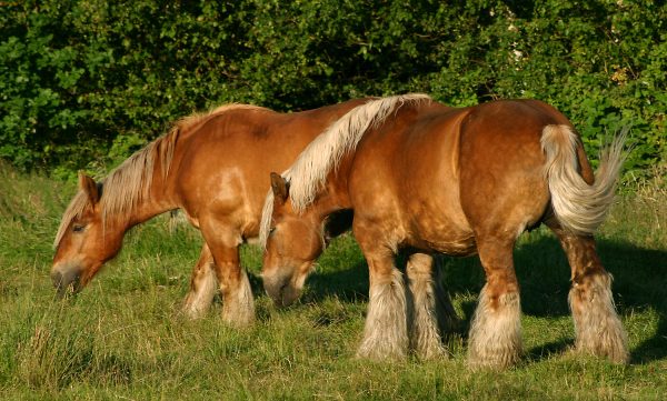 Jutland horses