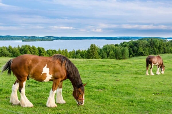 The 15 Largest Horse Breeds in the World