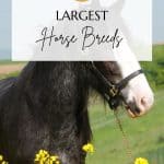Largest Horse Breeds Pin
