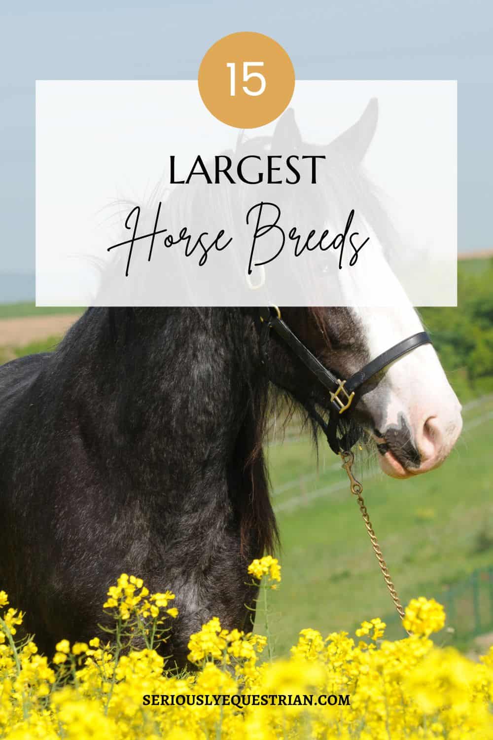 Largest Horse Breeds Pin