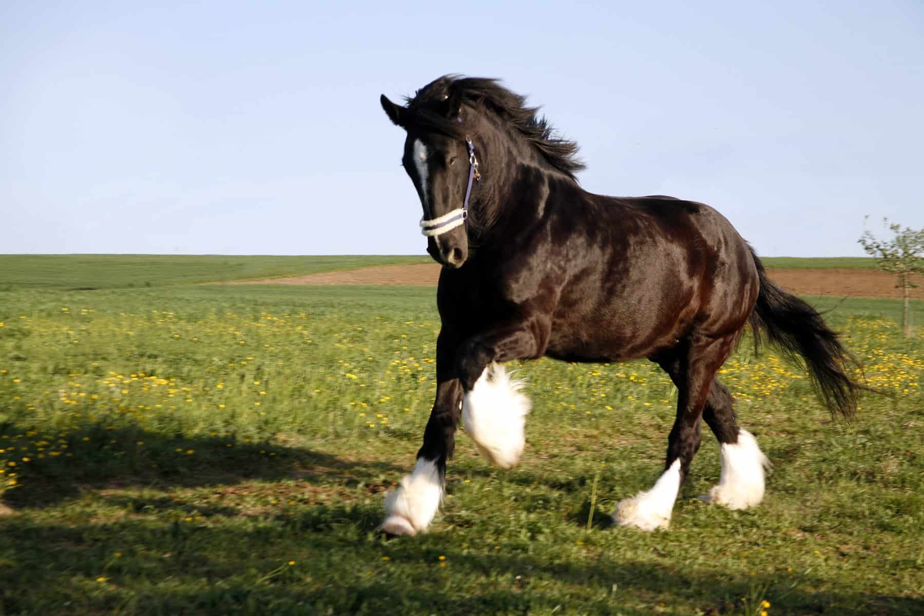 Shire Horse