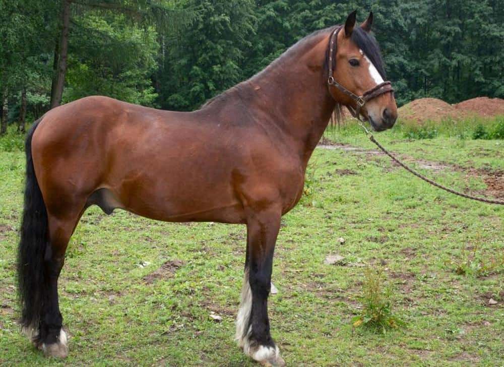 Vladimir Draft Horse