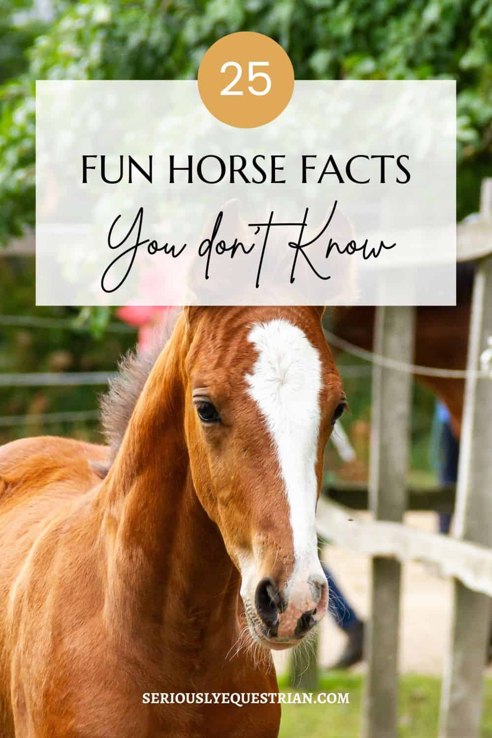 Fun Facts About Horses Pin