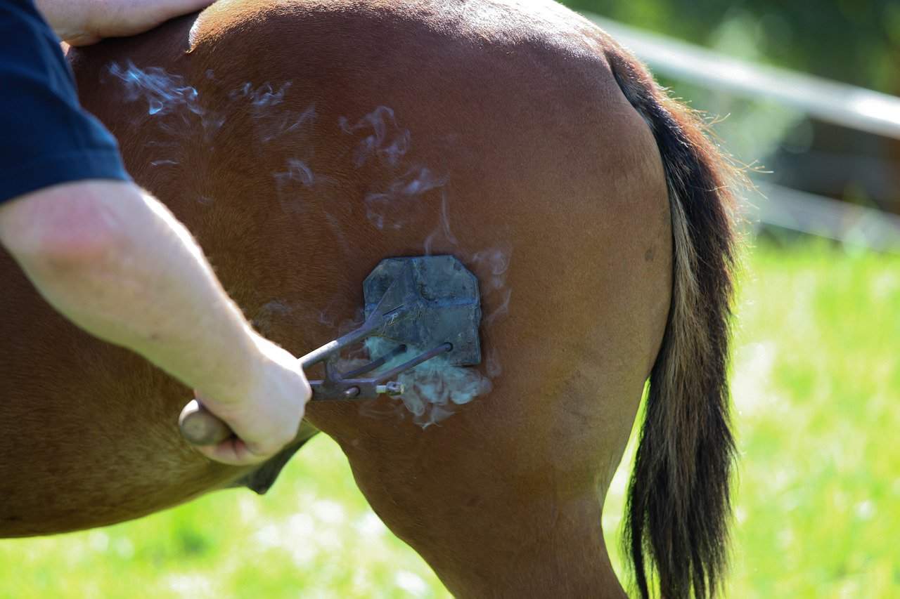 Horse Marking