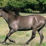 Horse Sorraia