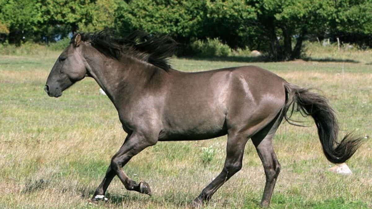 Horse Sorraia