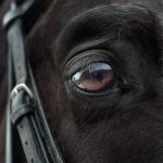 Horse Vision