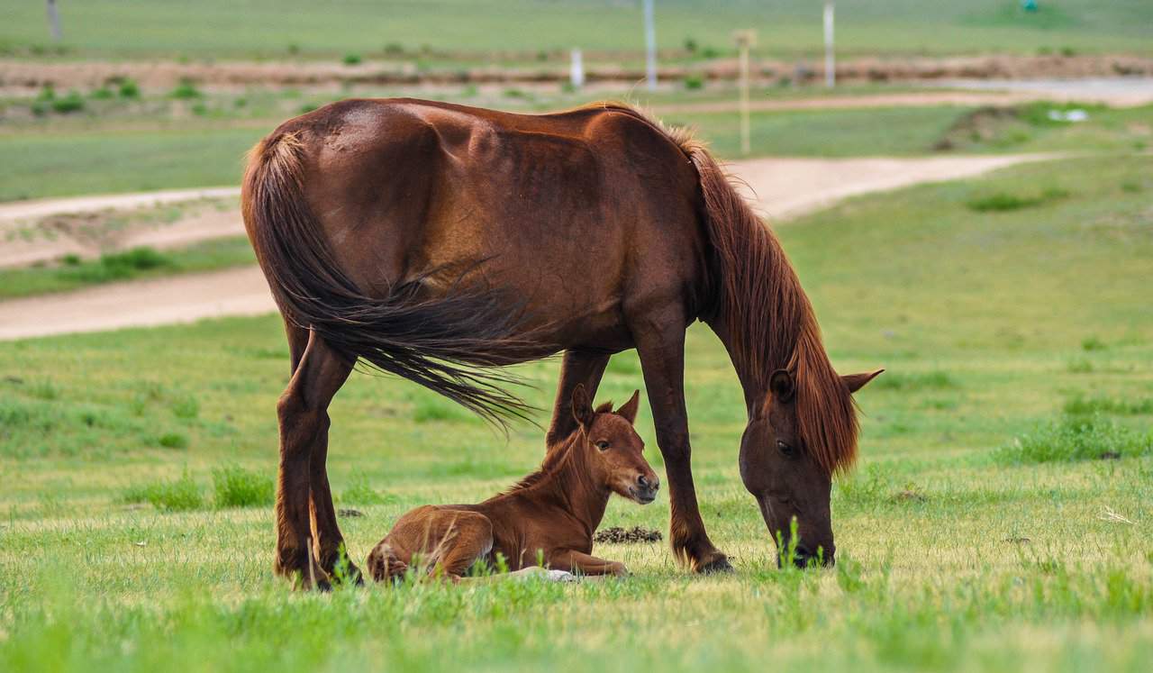 Horses Born