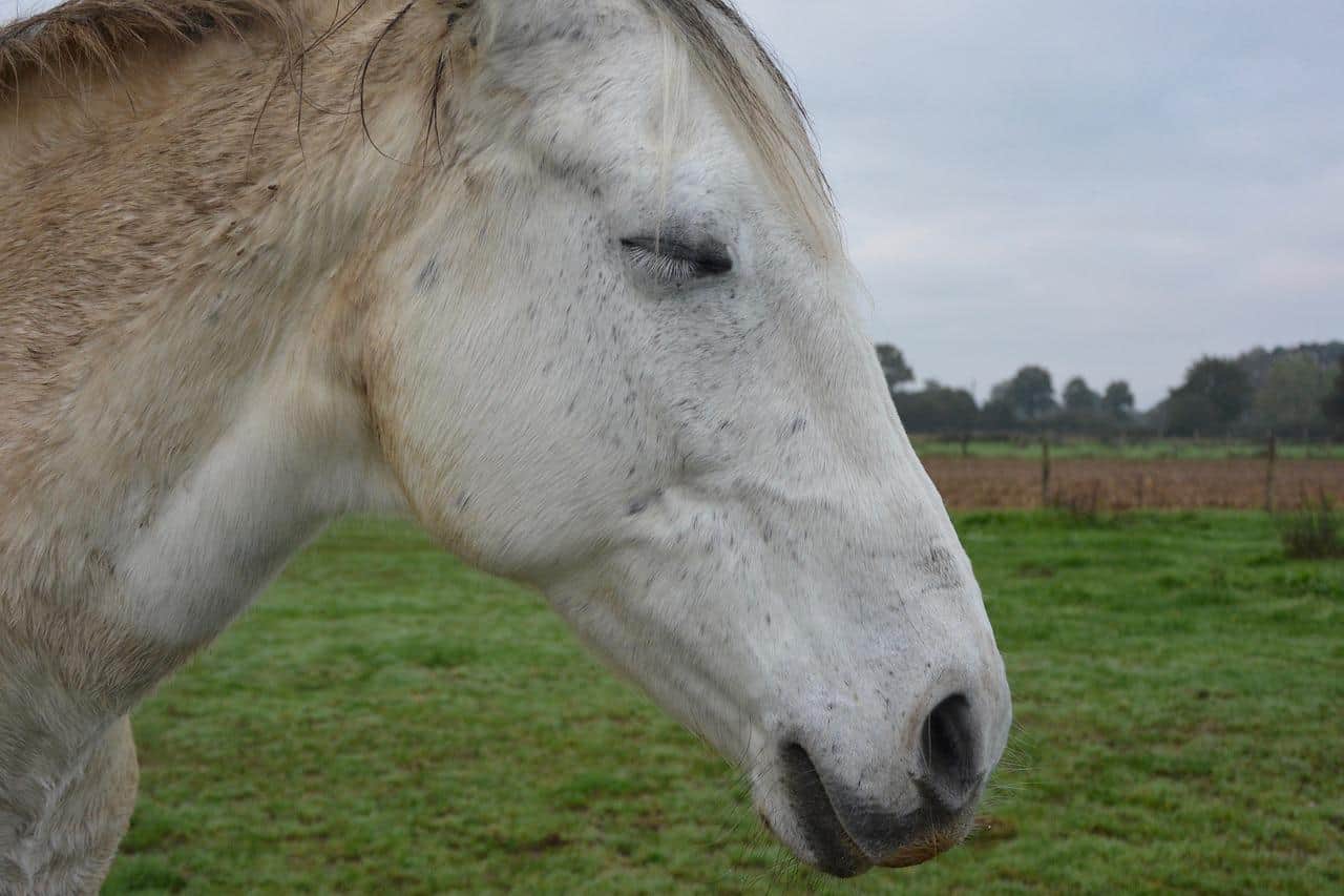 Tired horse with eyes closed