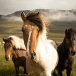 fun facts about horses